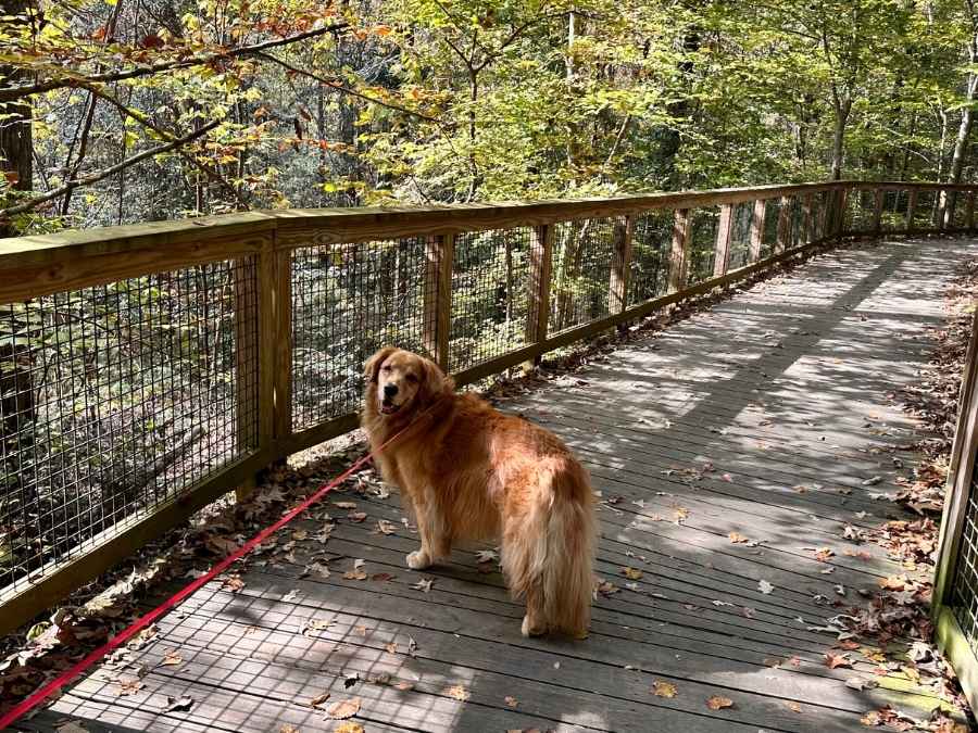 Best Things To Do In Congaree National Park Itinerary Golden retriever on a leash standing on a wooden boardwalk surrounded by forest in Congaree National Park, looking back with a happy expression. A pet-friendly trail moment that adds charm to the best things to do in Congaree National Park itinerary.