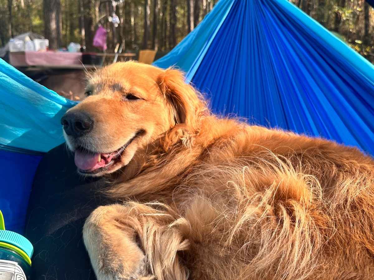 Best Things To Do In Congaree National Park Itinerary Happy golden retriever lounging in a bright blue hammock at a wooded Congaree National Park campsite, with a picnic table and camping gear in the background. A cozy and pet-friendly moment that adds charm to the best things to do in Congaree National Park itinerary.