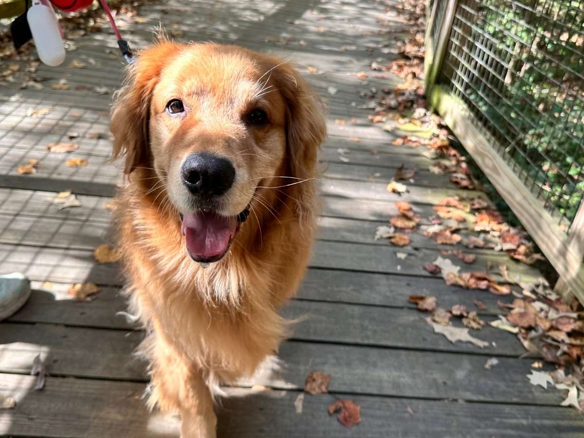 Best Things To Do In Congaree National Park Itinerary Close-up of a smiling golden retriever on a leash walking along a leaf-covered boardwalk in Congaree National Park. A cheerful companion enjoying one of the best pet-friendly things to do in Congaree National Park itinerary.