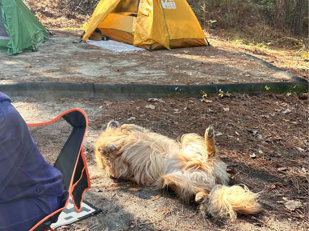 Best Things To Do In Congaree National Park Itinerary Golden retriever playfully rolling on its back at a wooded campsite in Congaree National Park, with green and yellow tents set up nearby. A joyful, pet-friendly moment that adds warmth to the best things to do in Congaree National Park itinerary.