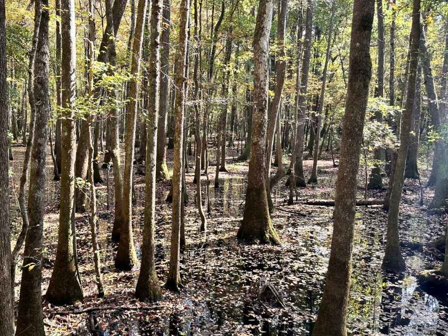 Best Things To Do In Congaree National Park Itinerary Sunlit bald cypress and tupelo trees standing in shallow, leaf-covered floodwaters in Congaree National Park’s swampy forest. A classic view of the park’s unique ecosystem, central to the best things to do in Congaree National Park itinerary.