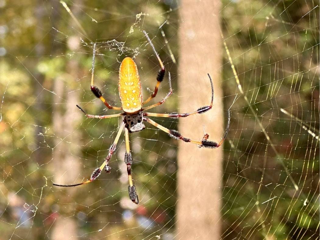 Best Things To Do In Congaree National Park Itinerary Close-up of a golden silk orb-weaver spider with a bright orange patterned body and long black and yellow legs, perched in its web in Congaree National Park. A fascinating wildlife sighting that adds to the immersive nature experience in the best things to do in Congaree National Park itinerary.