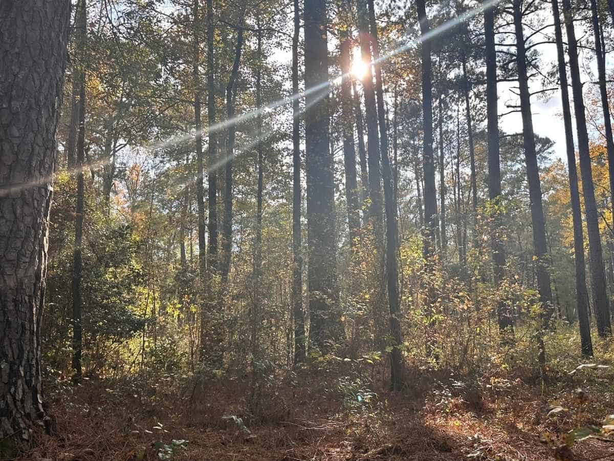 Best Things To Do In Congaree National Park Itinerary Sunlight streaming through tall pine and hardwood trees in Congaree National Park, casting rays across a forest floor covered in autumn leaves and underbrush. A serene woodland scene that highlights the natural beauty visitors can enjoy on the best Congaree National Park itinerary.