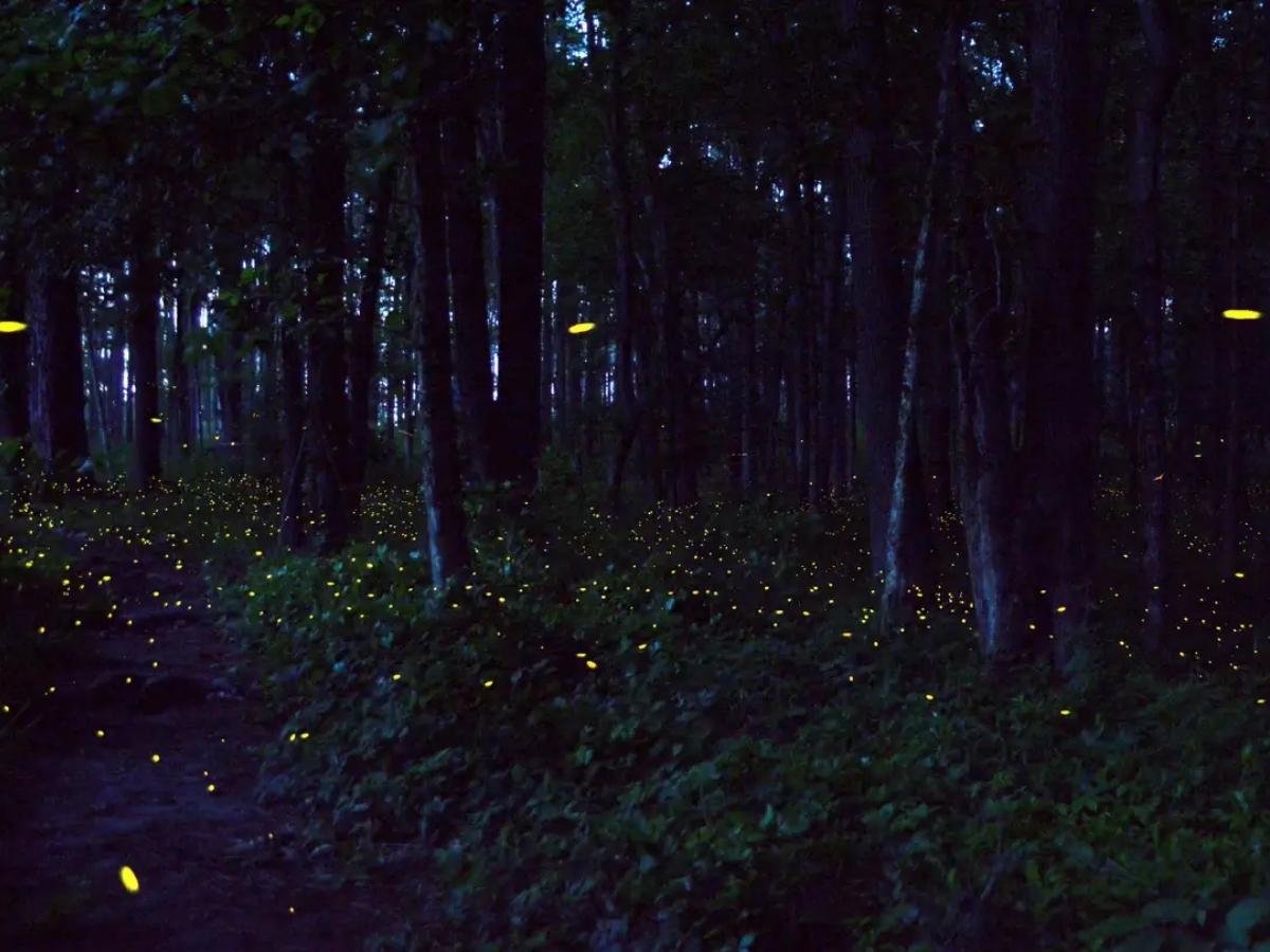 Best Things To Do In Congaree National Park Itinerary Magical nighttime scene in Congaree National Park with thousands of synchronized fireflies glowing yellow among dense forest trees. A rare and enchanting natural event that tops the list of best things to do in Congaree National Park itinerary.