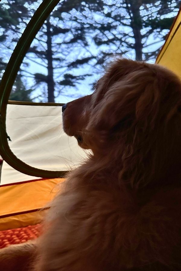 A golden retriever sits inside a tent at dawn, gazing out through the open door toward a forest of tall trees silhouetted against the morning sky. The quiet moment captures the peaceful side of backpacking with a dog.
