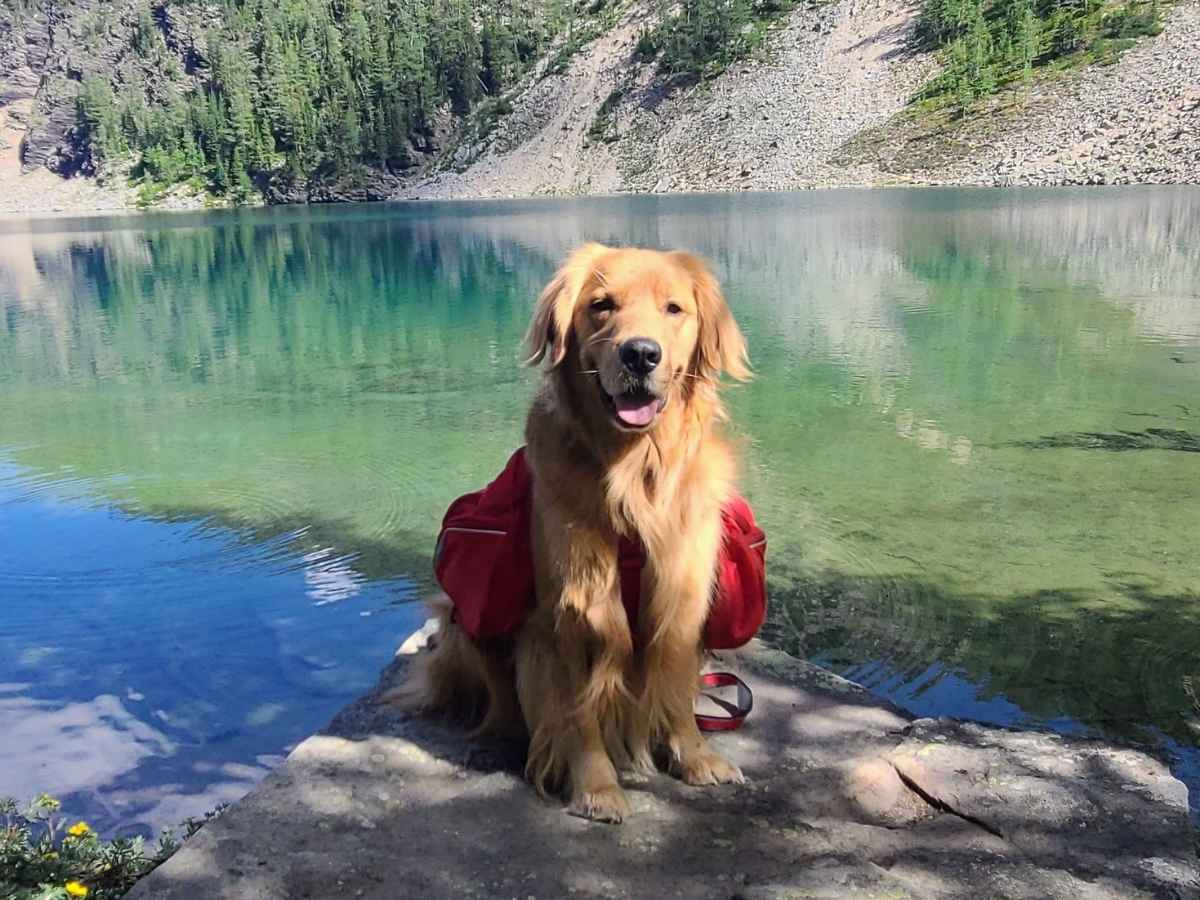 A golden retriever wearing a red dog backpack sits at the edge of a crystal-clear alpine lake, with forested mountains reflecting in the calm water. The serene setting highlights the rewarding experiences of backpacking with a dog in the great outdoors.