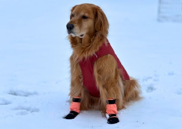 Golden retriever sitting in the snow wearing a red insulated vest and neon orange dog booties with black soles. The dog is geared up for cold-weather adventures, showcasing essential winter gear for backpacking with a dog.