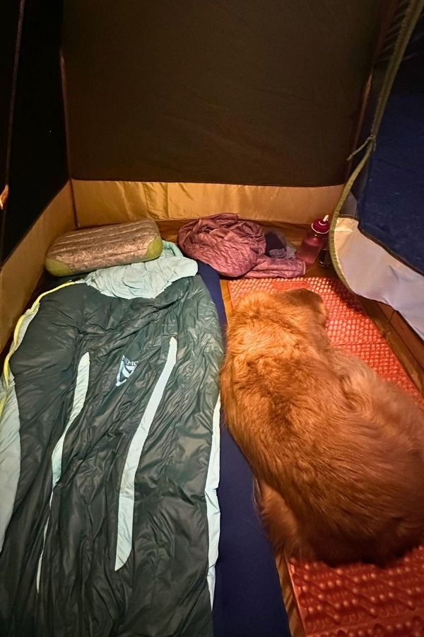 Inside a tent, a golden retriever sleeps curled up on a n orange sleeping pad beside a neatly laid out sleeping bag and camping gear. This cozy setup highlights the shared space and companionship that comes with backpacking with a dog.