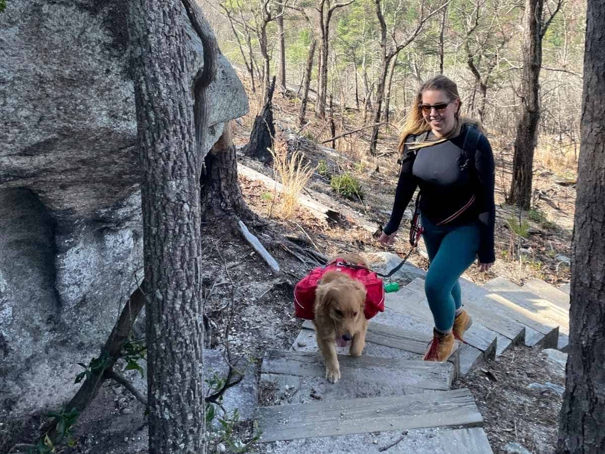 A woman hikes up a wooden staircase on a forested trail with her golden retriever, who’s wearing a red dog pack and leading the way. The image captures the energy and teamwork involved in backpacking with a dog on rugged terrain.