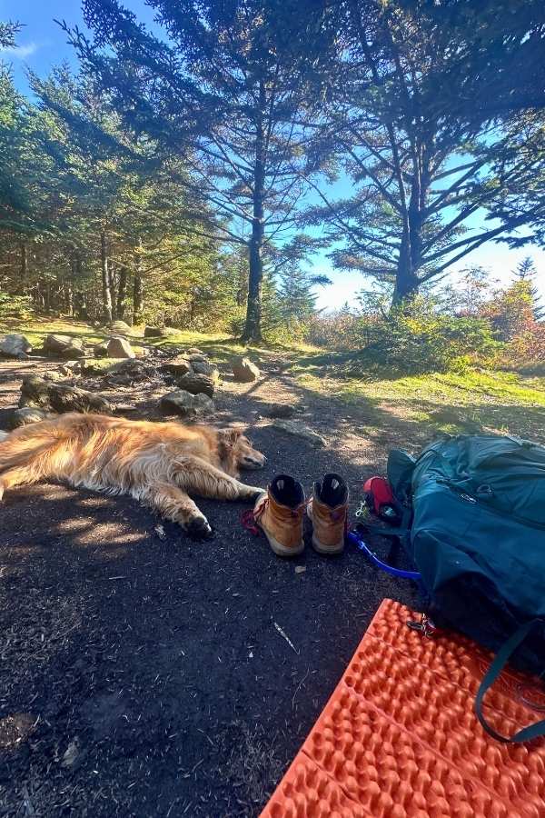 A golden retriever lies stretched out and resting at a forested campsite, with hiking boots, a backpack, and a bright orange sleeping pad nearby. The peaceful moment captures the downtime and bonding that comes with backpacking with a dog in the wilderness.