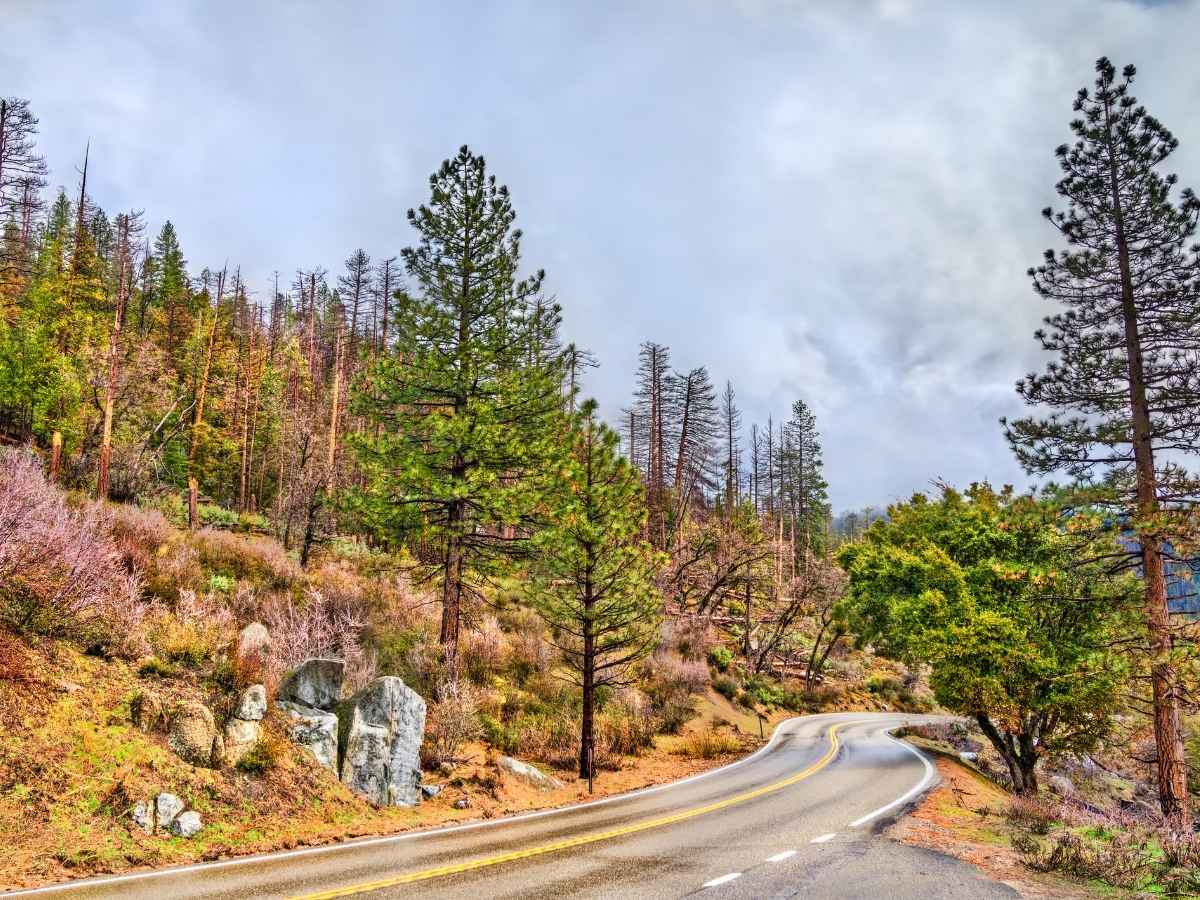 Winding two lane road curves through a pine forest with rocky hillsides and patches of golden brush under a cloudy sky in Yosemite National Park. Tall evergreens and scattered boulders frame the scenic drive, capturing the peaceful and rugged landscape featured in a Yosemite itinerary.