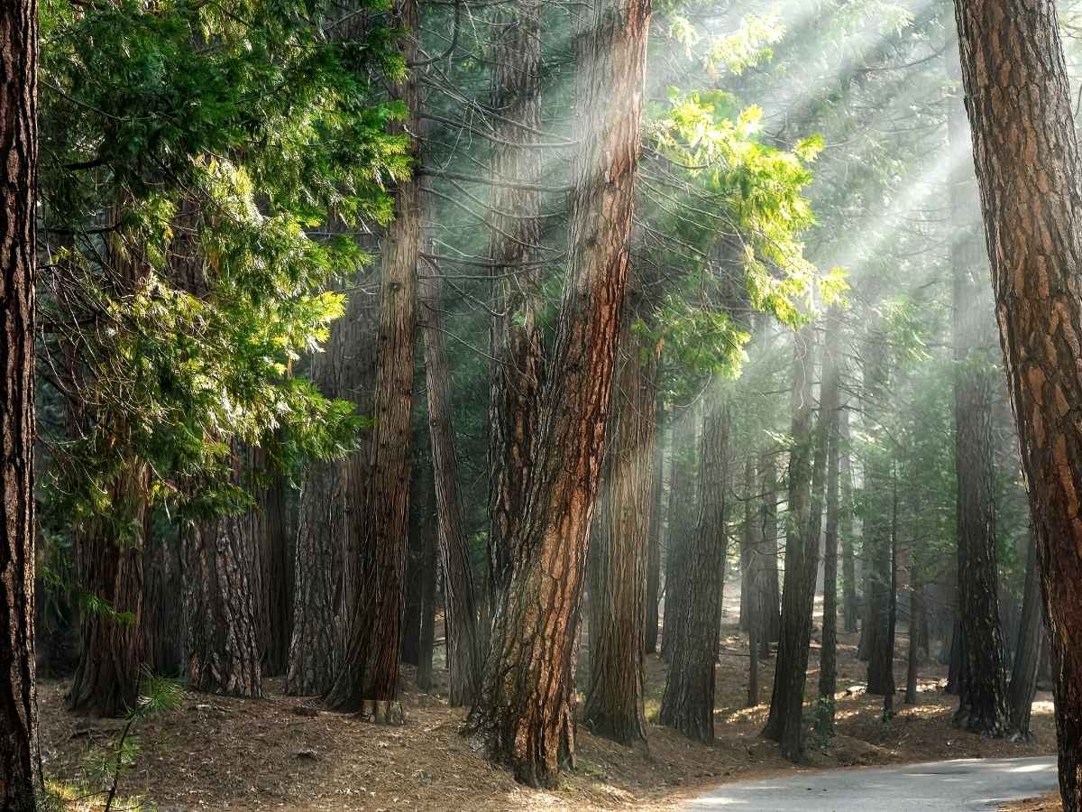 Sunlight filters through tall pine trees in a quiet forest, with soft rays illuminating the trunks and forest floor covered in dry needles. The peaceful woodland scene highlights the natural beauty and serene stops you might include in a Yosemite itinerary.