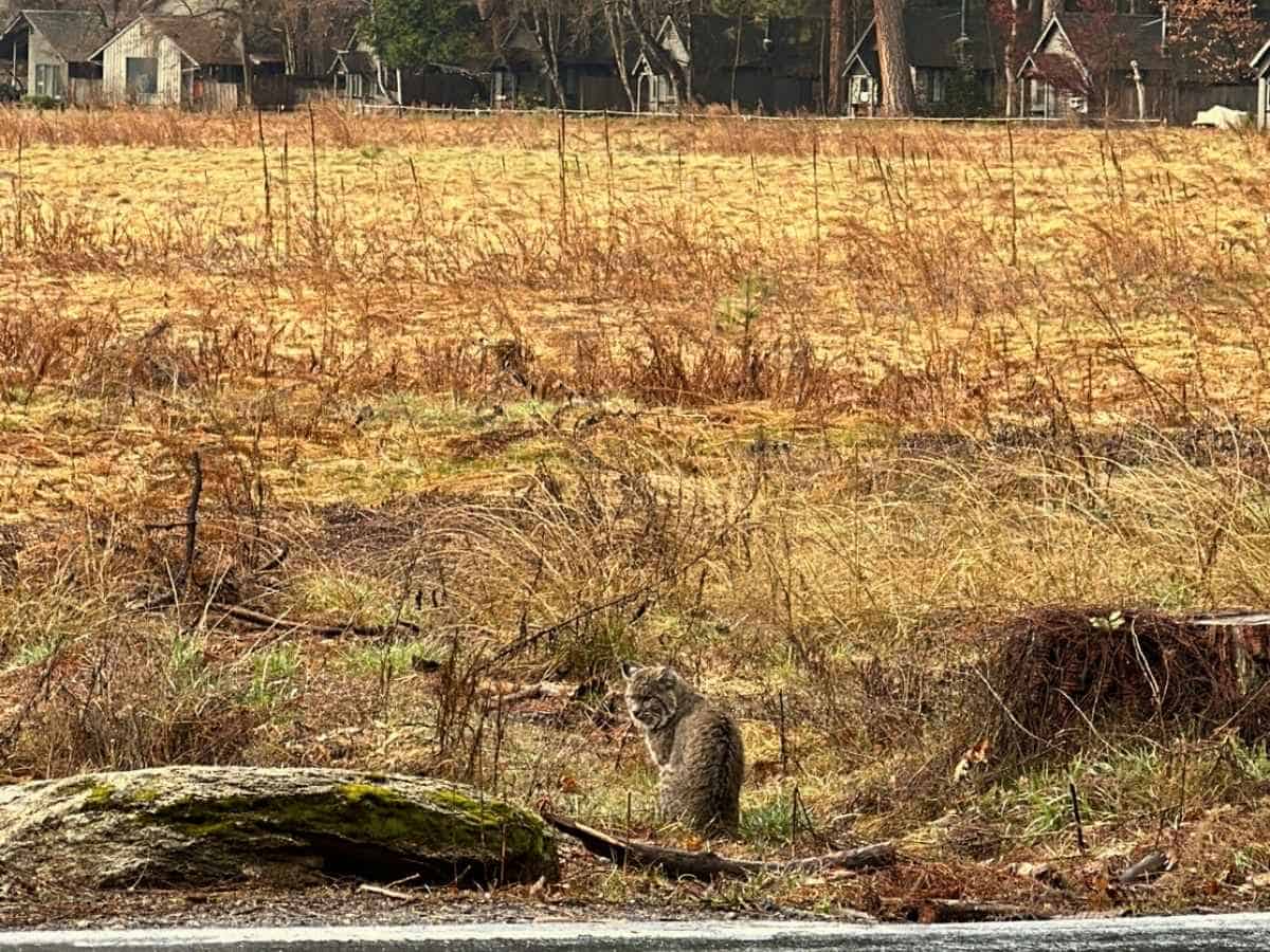A bobcat sits alert in a dry meadow near a roadside with rustic cabins visible in the background in Yosemite National Park. The quiet wildlife sighting highlights the unexpected animal encounters you might experience on a Yosemite itinerary.