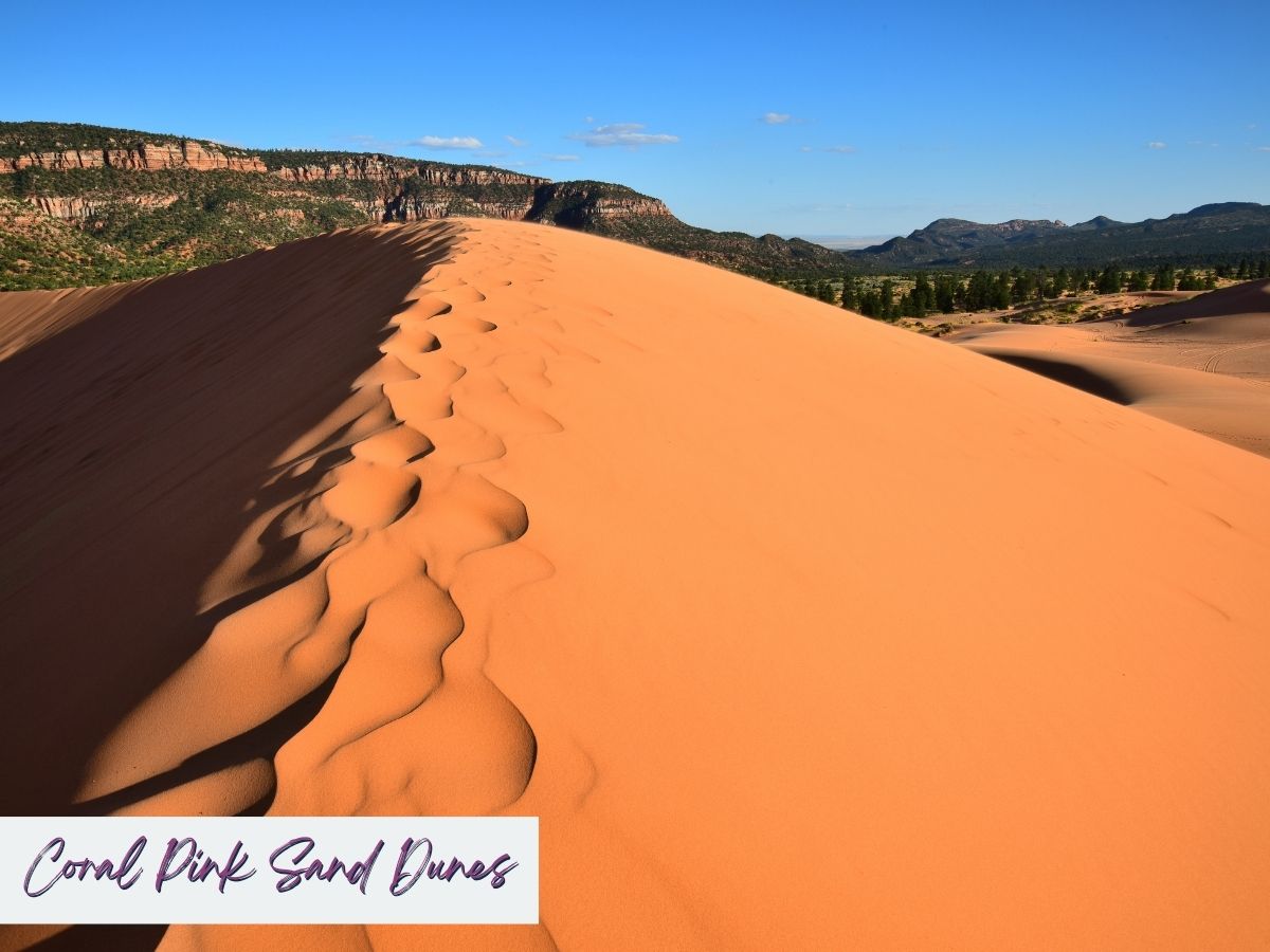 Soft rippled sand forms a tall orange dune at Coral Pink Sand Dunes State Park with footprints leading along the ridge toward distant cliffs and scattered pine trees under a clear blue sky. The scene highlights a unique stop from Zion to Bryce Canyon National Park drive with the text “Coral Pink Sand Dunes” written in the bottom corner.