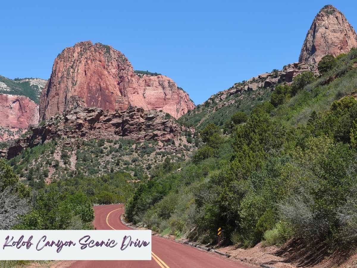 Red rock cliffs tower above the winding Kolob Canyons Scenic Drive in Zion National Park, with green shrubs lining the roadside under a clear blue sky. Text on the image reads Kolob Canyon Scenic Drive, highlighting this quieter and scenic area often added to a Zion National Park itinerary for fewer crowds and stunning views.