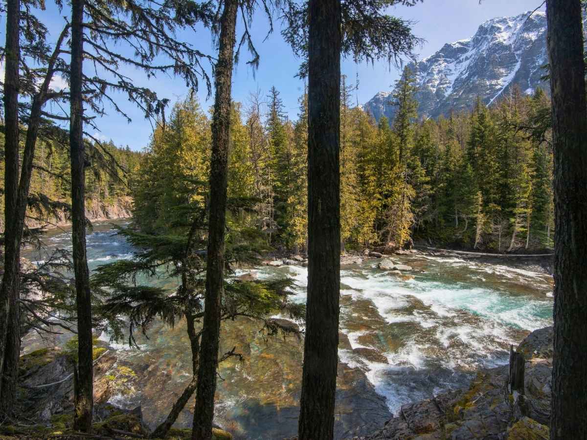 Clear turquoise river rushing over rocks through a forest of tall evergreen trees with snow capped mountains rising in the background in Glacier National Park. The scenic river viewpoint highlights a peaceful nature stop included in a Glacier National Park itinerary.
