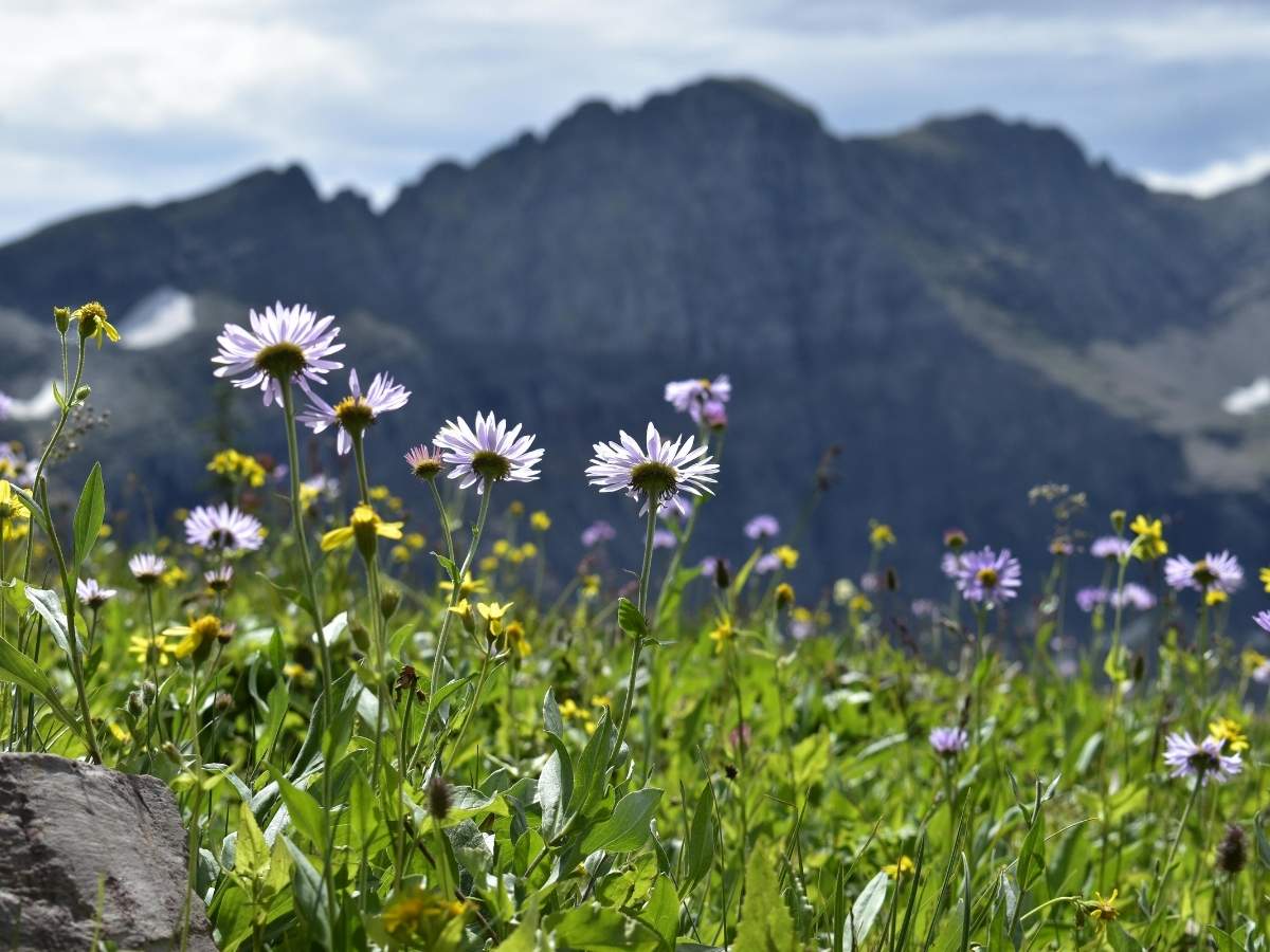 Drive Bozeman to Glacier National Park Road Trip Purple and yellow alpine wildflowers blooming in a grassy meadow with rugged gray mountain peaks rising in the background under a cloudy sky. A vibrant high elevation landscape that showcases the natural beauty seen on a Bozeman to Glacier National Park road trip.