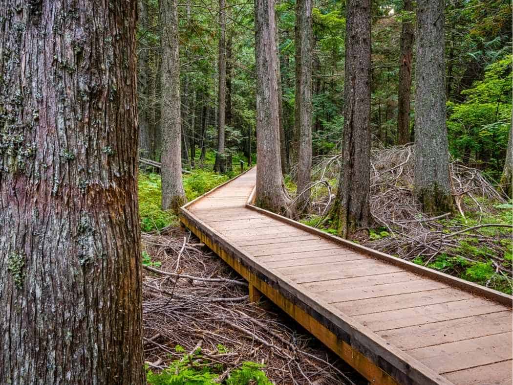 Wooden boardwalk winding through a dense cedar forest on the Trail of the Cedars in Glacier National Park. Tall tree trunks and green forest floor surround the elevated path as featured in a Glacier National Park itinerary.