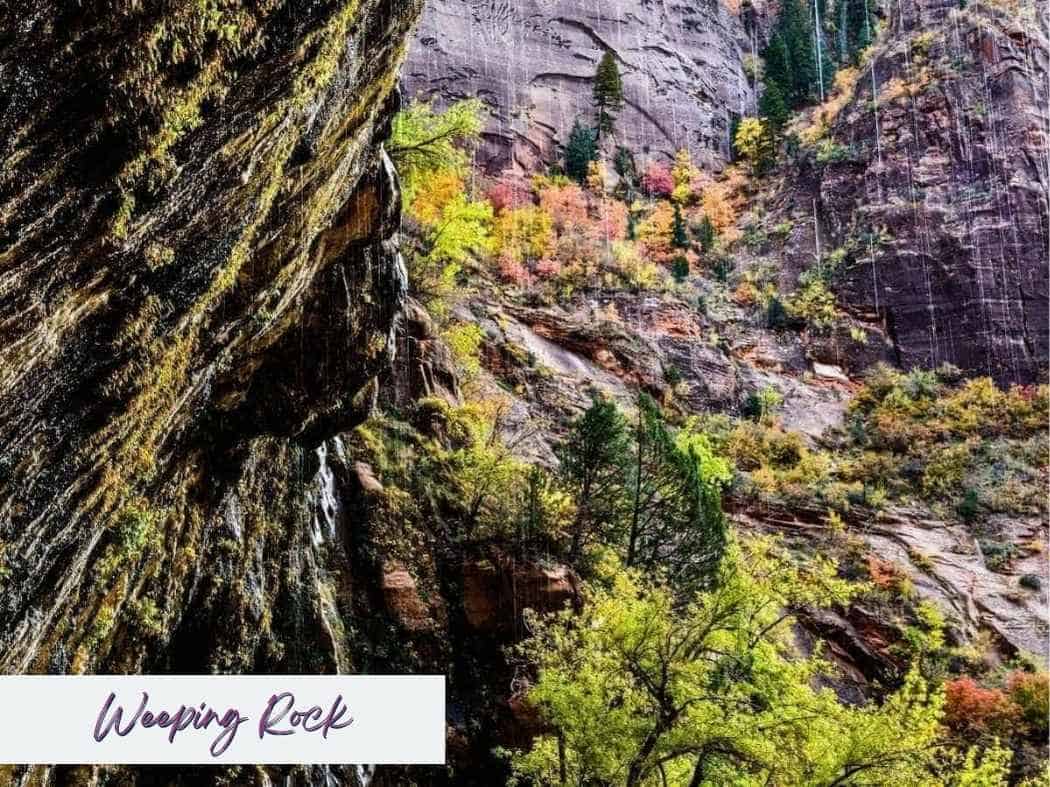 Water drips down the moss covered cliff face at Weeping Rock in Zion National Park, with colorful fall foliage and towering canyon walls in the background. Text on the image reads Weeping Rock, highlighting this unique and refreshing stop often featured in a Zion National Park itinerary.